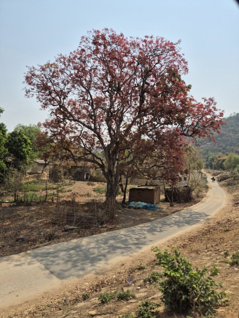 Purulia Polash Flower